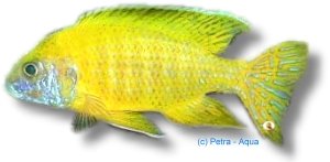 Maleri Peacock Cichlid (Aulonocara maleri) 4–5 cm