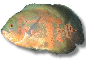 ocellatus (16 - 20 cm)