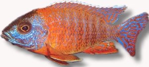 sp. rubin red (4 - 5 cm)