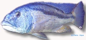 christyi (7 - 9 cm)