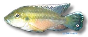 guentheri (6 - 8 cm)