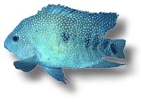 Pearl Cichlid (Cichlasoma cyanoguttatum) XL