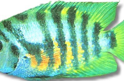 nigrofasciatum (XL)