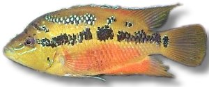 salvinii (5 - 6 cm)