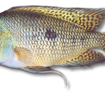 nicaraguense (5 - 6 cm)