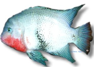 maculicauda (4 - 5 cm)