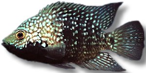 carpinte (5 - 6 cm)