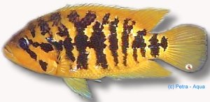 friedrichsthalii (6 - 7 cm)