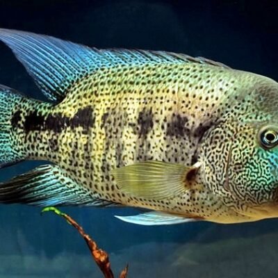 Dovii´s Cichlid (Cichlasoma dovii) 4–5 cm