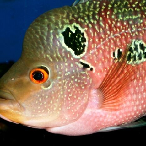 petra-0245 Cichlasoma flowerhorn 7–9 cm