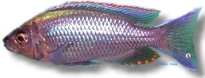 virginalis gold (5 - 6 cm)