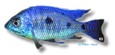 verdunji deep blue (5 - 6 cm)