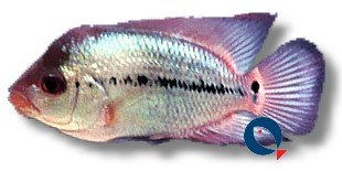 Cichlasoma sp. thai silk flowerhorn 7–9 cm