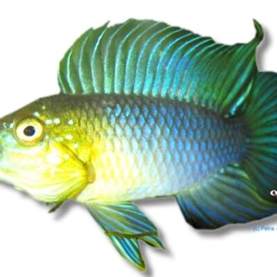 Borelli Dwarf Cichlid yellow head (Apistogramma borelli - yellow head) 3–4 cm