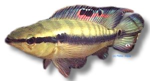 proteus (6 - 7 cm)
