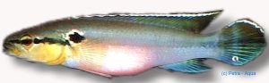 saxatilis (> 7 cm)