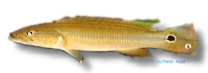 notophtalmus (5 - 6 cm)