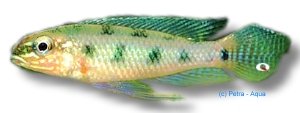maculata (6 - 7 cm)