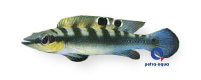 Crenicichla regani 6–7 cm