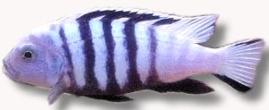 Cynotilapia 'Chimate', Cyno (Cynotilapia afra white) 5–6 cm