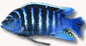 Cynotilapia Chimate (Cynotilapia afra) XL