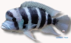 Frontosa Cichlid (Cyphotilapia frontosa sambia blue) >15 cm