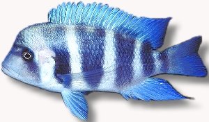 Frontosa Cichlid (Cyphotilapia frontosa mpimbwe blu) 4–5 cm