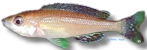 brieni (4,5 - 6 cm)