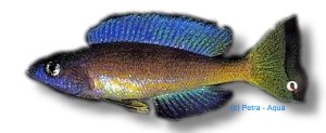 microlepidotus black (4 - 5 cm)