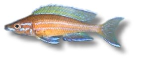 Paracyprichromis blue neon 5–7 cm