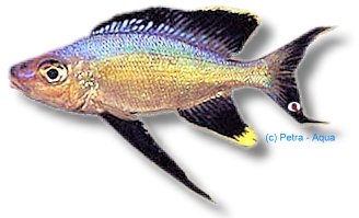 furcifer rutunga (4 - 5 cm)