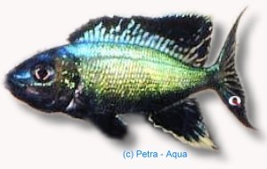 furcifer kigoma (5 - 6 cm)