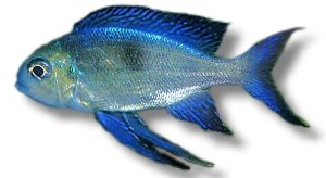 furcifer (6 - 8 cm)