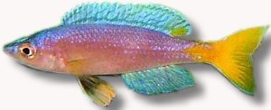 leptosoma utinta (3 - 4 cm)