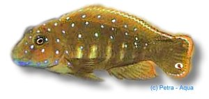 Eretmodus cyanostictus Kigoma >7 cm