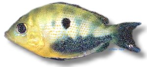 maculatus (5 - 6 cm)