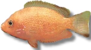 maculatus gold (2 - 3 cm)