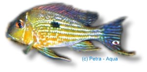 surinamensis (XL)