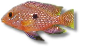 Brasilian High-Hat red (Geophagus brasiliensis sp. red) 4–5 cm