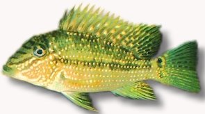 Demon Fish, Earth-Eater (Geophagus jurupari) 6–7 cm