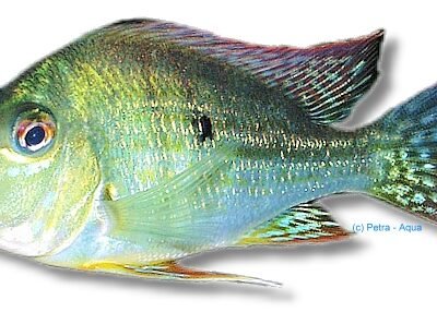Geophagus sp. pindare 4–5 cm