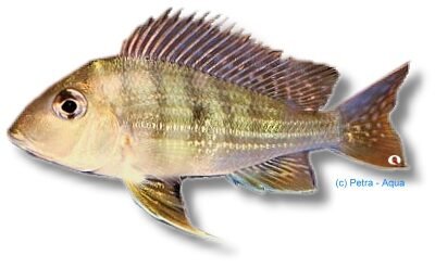 Geophagus altifrons trombetas 4–5 cm