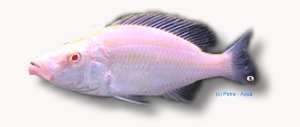 Malawi Eye-Biter gold (Haplochromis compressiceps gold) 6–7 cm