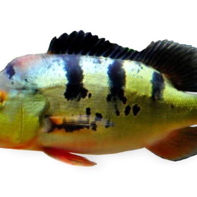 monoculus (5 - 6 cm)