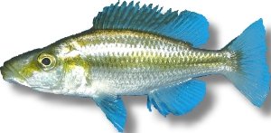 Malawi Eye-Biter (Haplochromis compressiceps) 6–7 cm