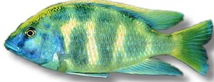 venustus (4 - 5 cm)