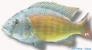 brownae (4 - 5 cm)