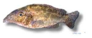 linni (4 - 5 cm)
