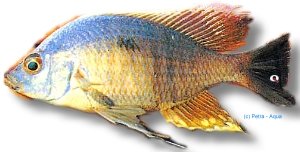 likoma (7 - 9 cm)