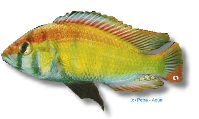 obliquidens (4 - 5 cm)